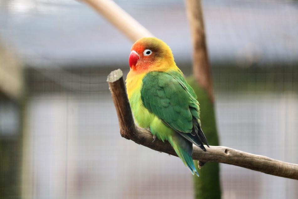 colored little parrot