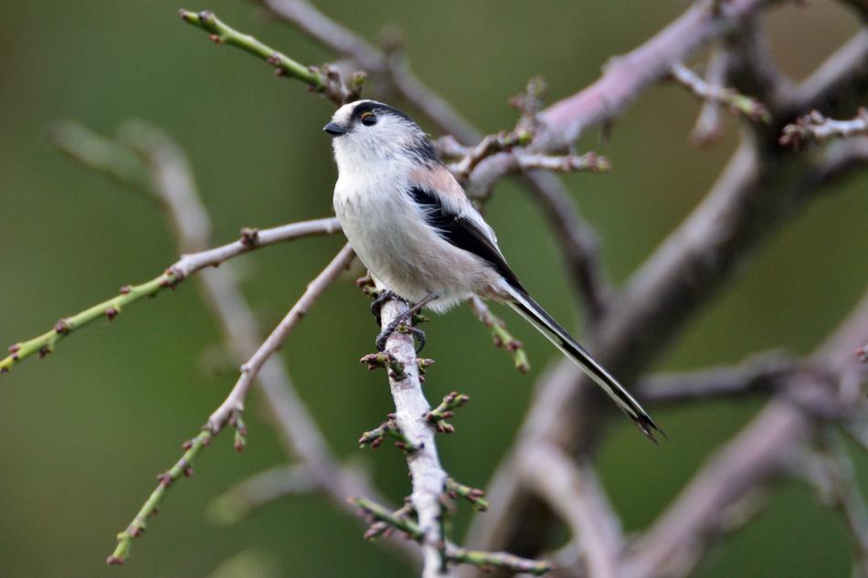 Natural Outdoors Wild Animals