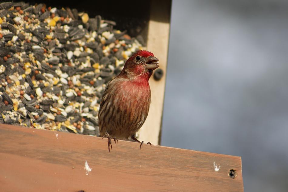 Bird Nature Outdoors