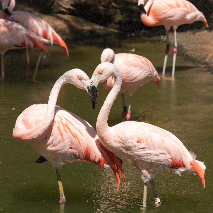 Flamingo Bird Animal