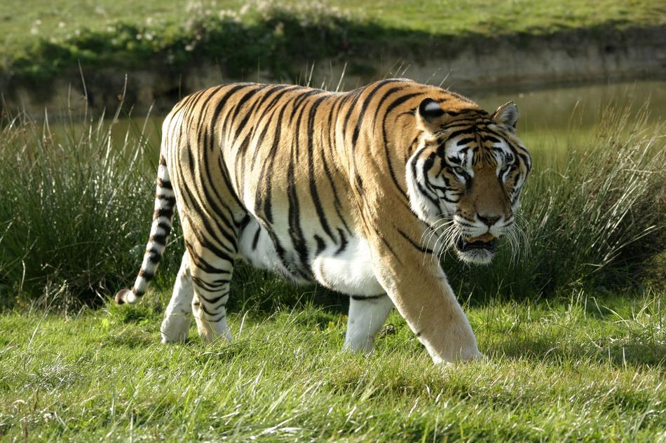 Fauna Animal Mammal
