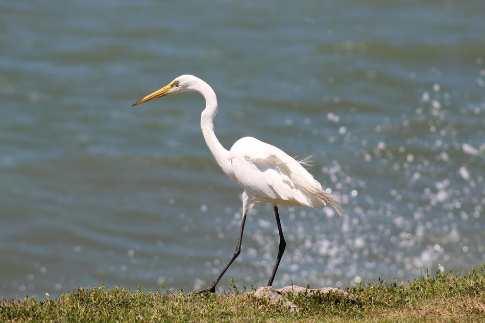 beautiful heron walking by the pond