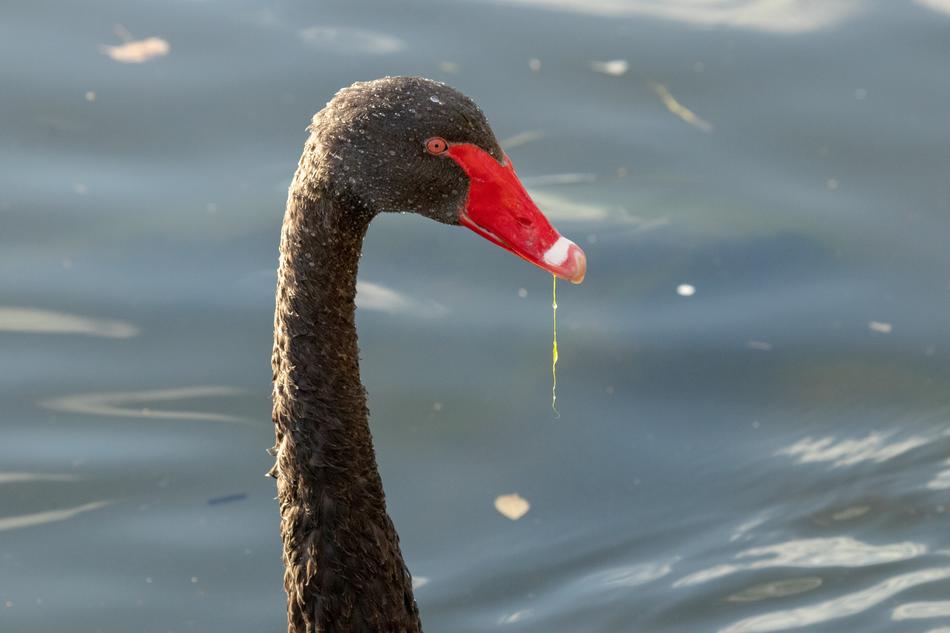 Swan Black Water