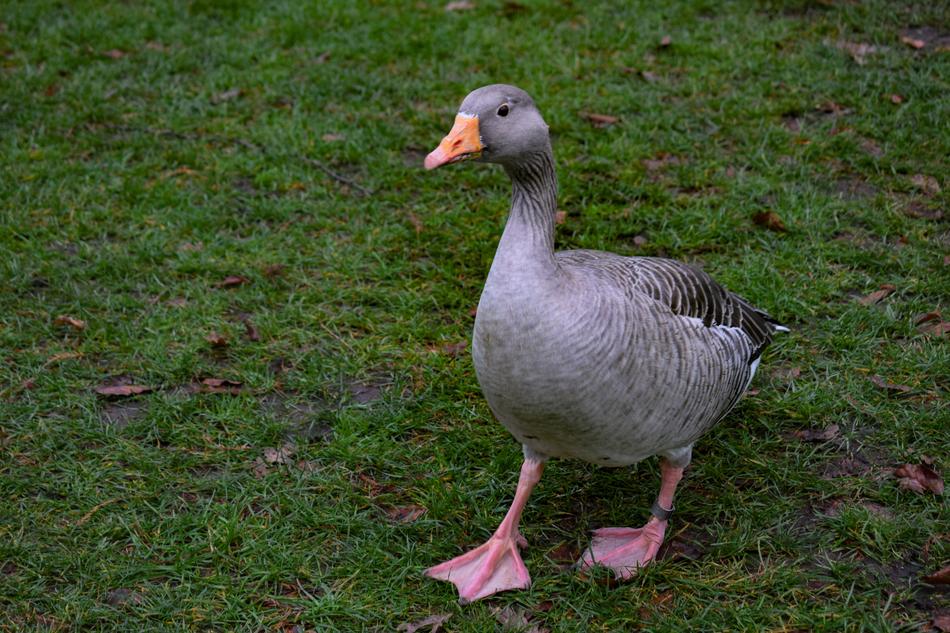 Goose Bird Animal