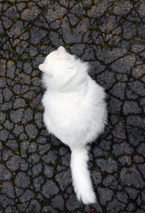 Cat White Concrete