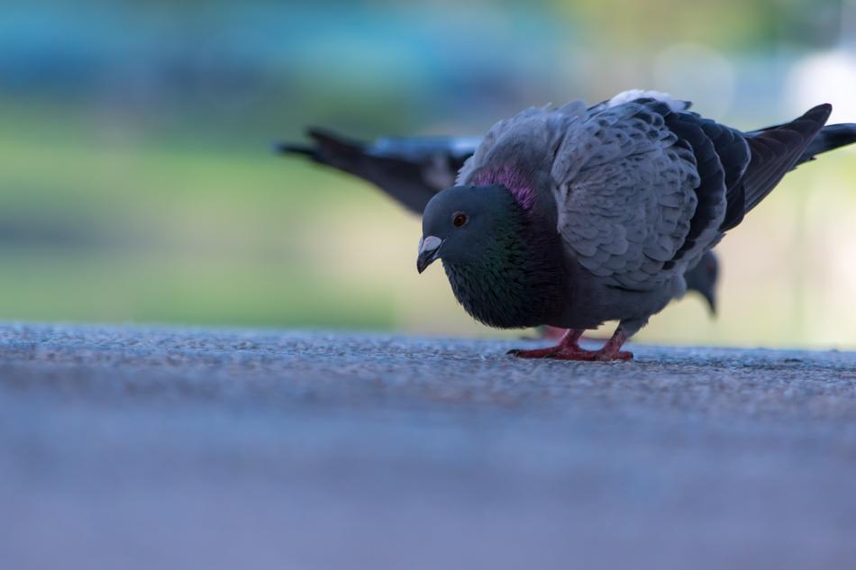 pigeon Bird at Wildlife Nature
