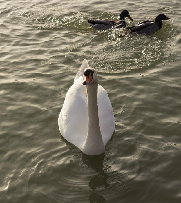 Swan Cam White Wild