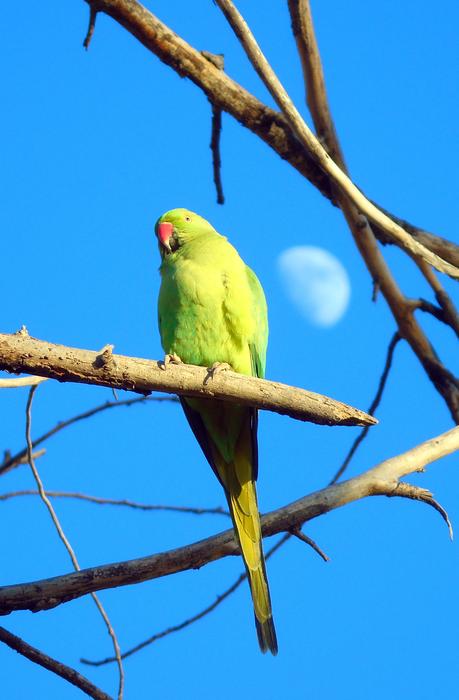 Parrot Animal Bird