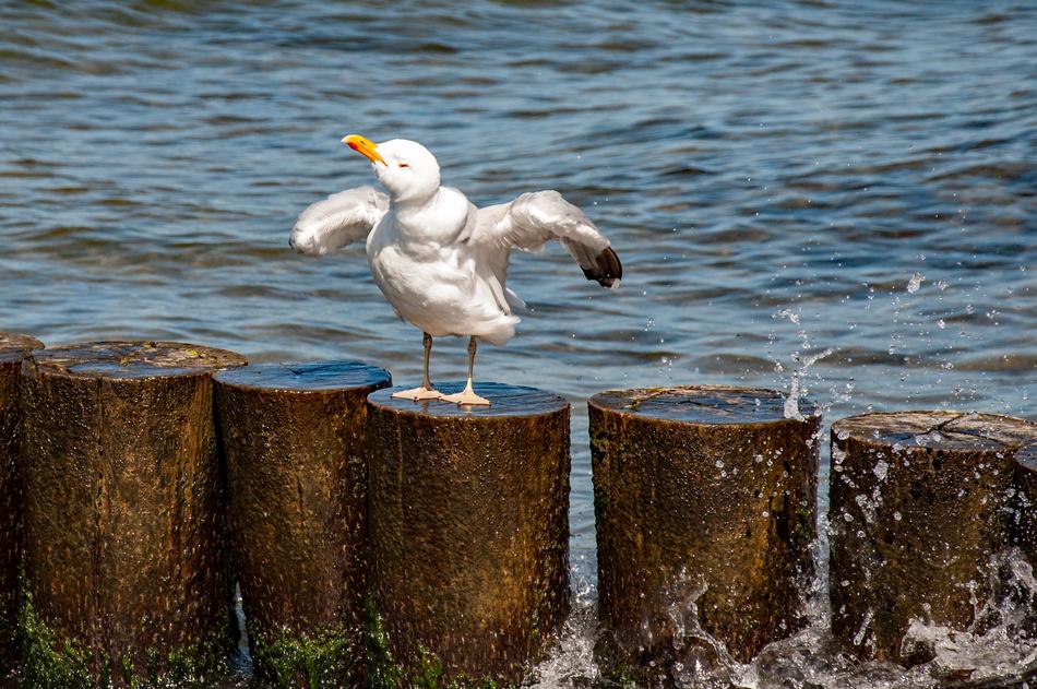 Seagull Sea Water