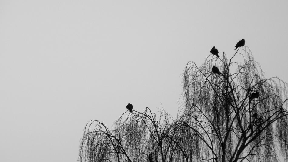 Bird Nature Sky