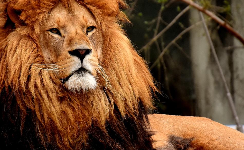 Lion Predator Dangerous
