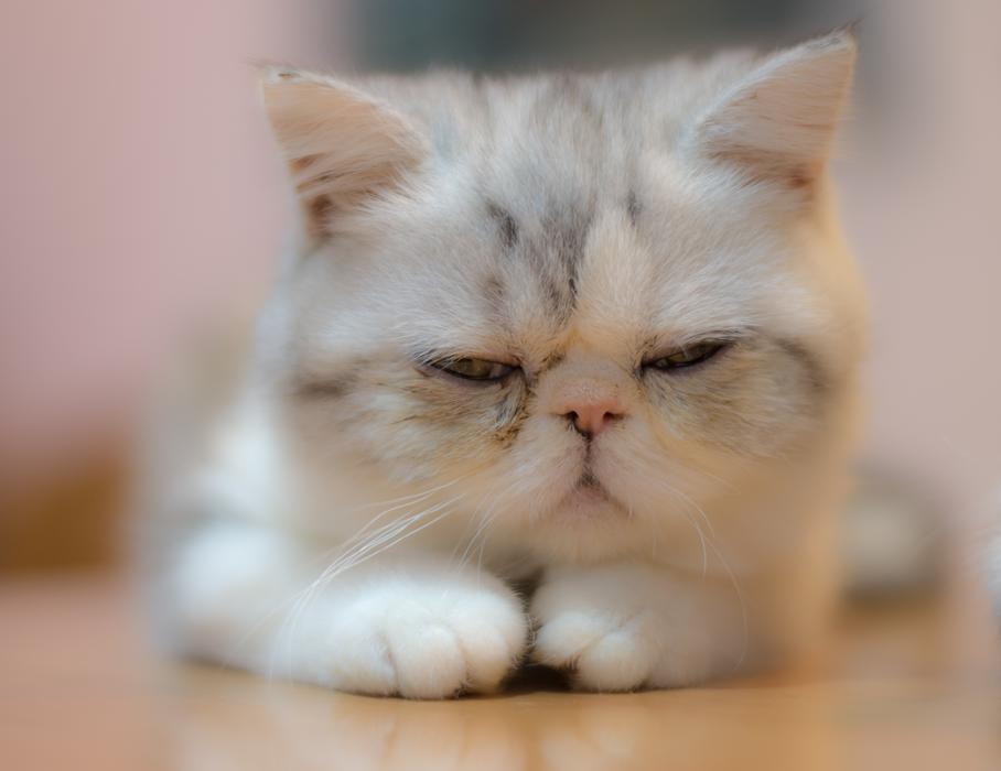 Cat Cute Kitten