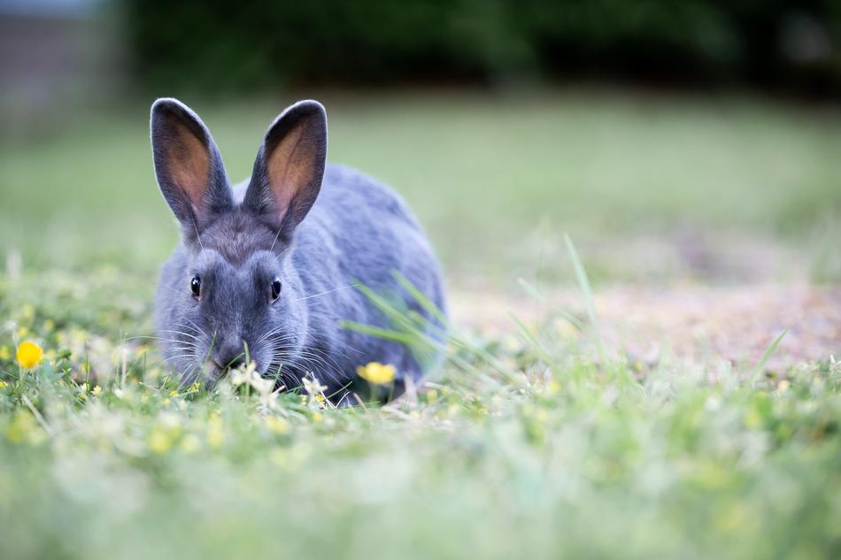 Bunny Rabbit Grass