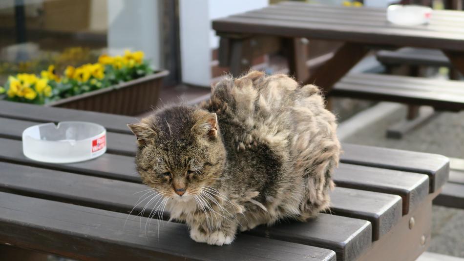 Cat Age Sun