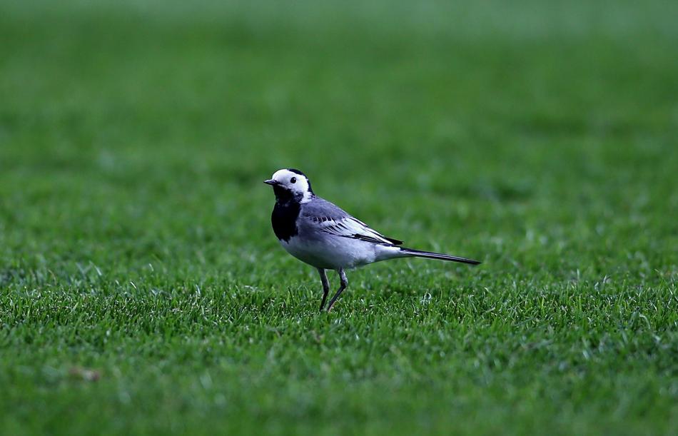 Grass Bird Nature Animal