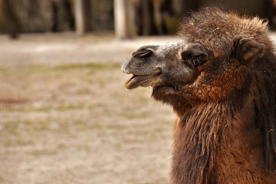 Camel Zoo Animal