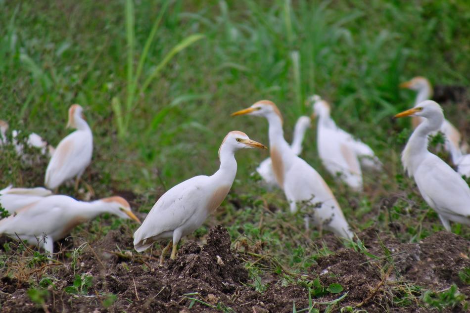 Bird Egret Wildlife
