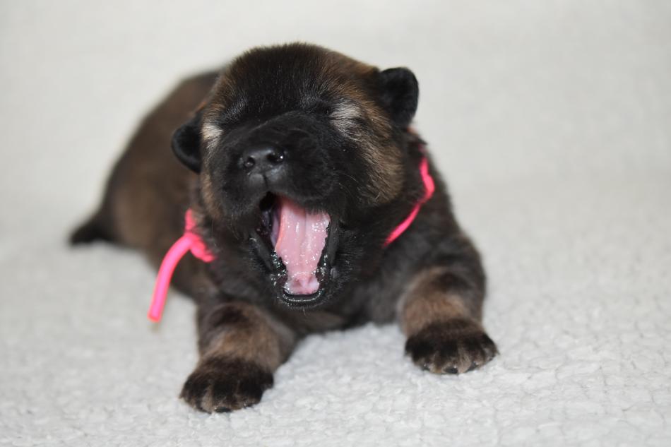 Dog Puppy Young Eurasier