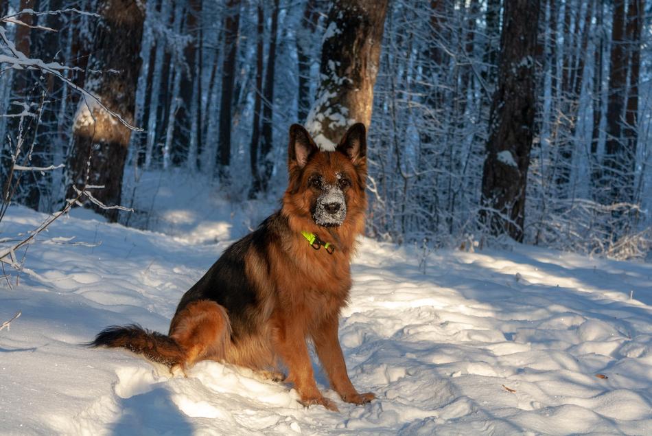 Dog German Shepherd