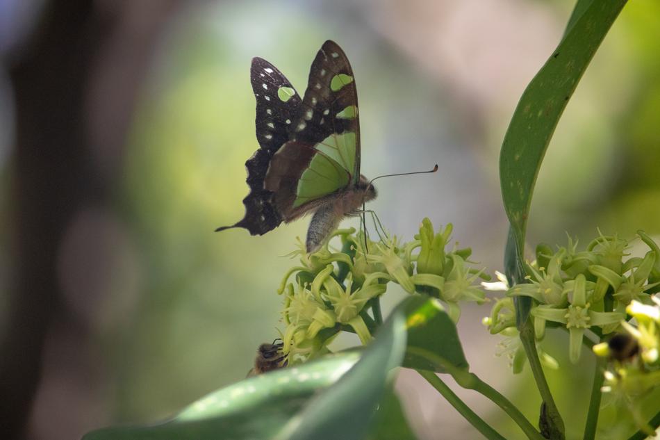 Insect Nature Butterfly