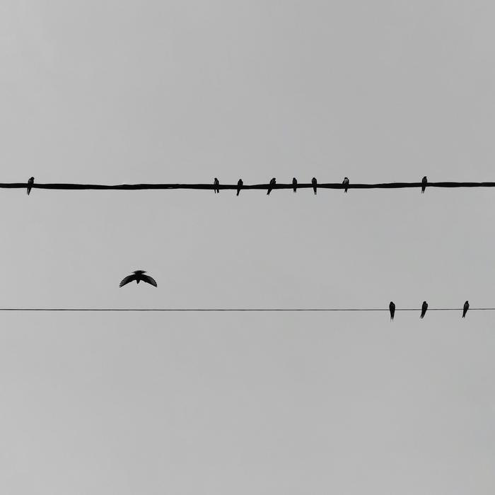 birds sitting on electrical wires