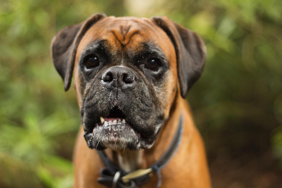 Dog Cute Animal