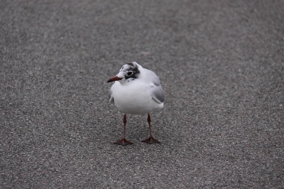little bird on the pavement