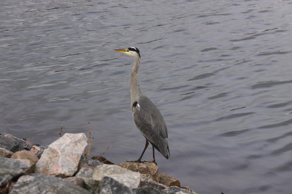 Grey Heron Bird Expensive