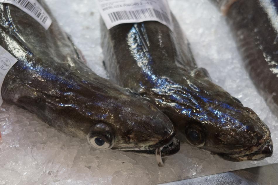 cold fish in the ice