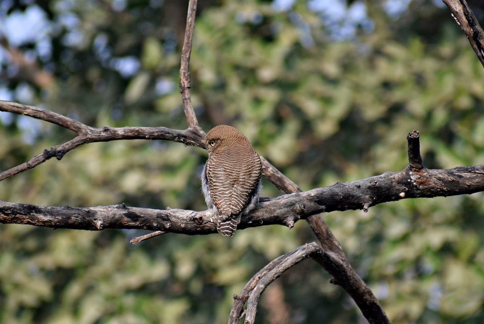 a small bird hiding in the branches