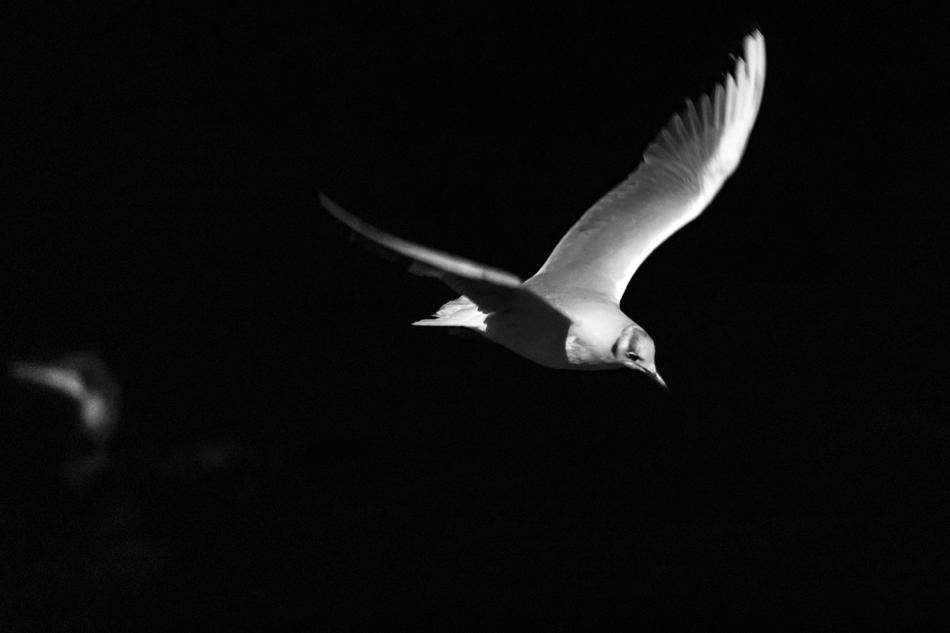 Birds Flight Night