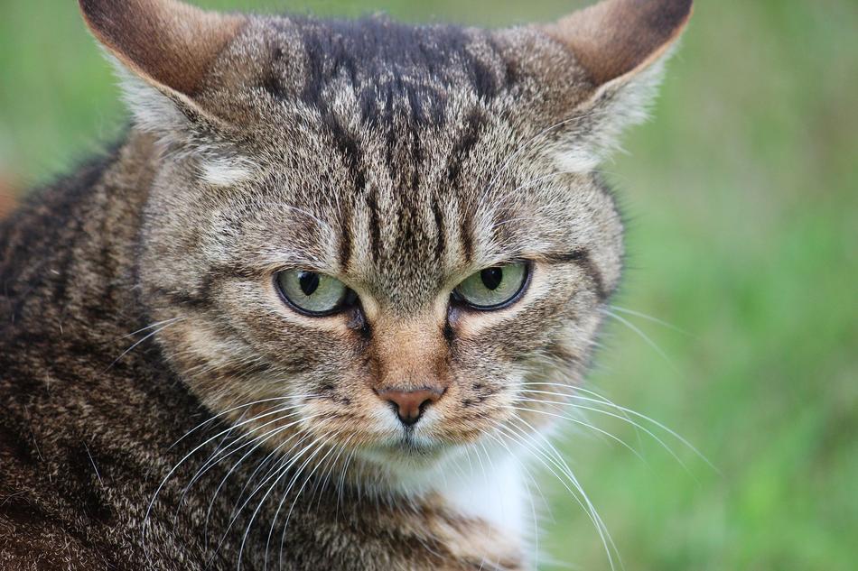 angry cat with green eyes