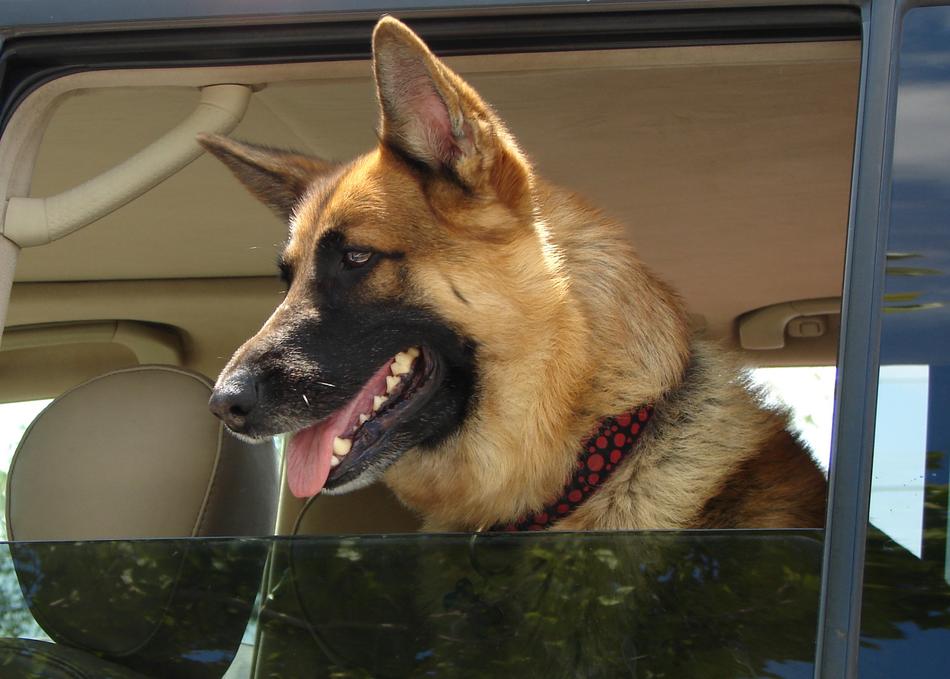 Dog Canine Mammal