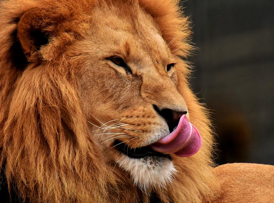 Lion Predator Dangerous