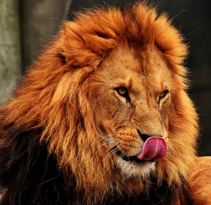big furry lion with a tongue