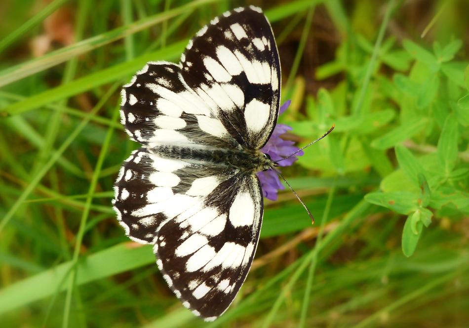 butterfly with black wings in a white pattern