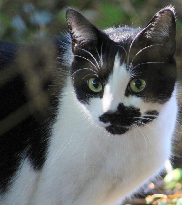 Cute cat with a black spot on his face