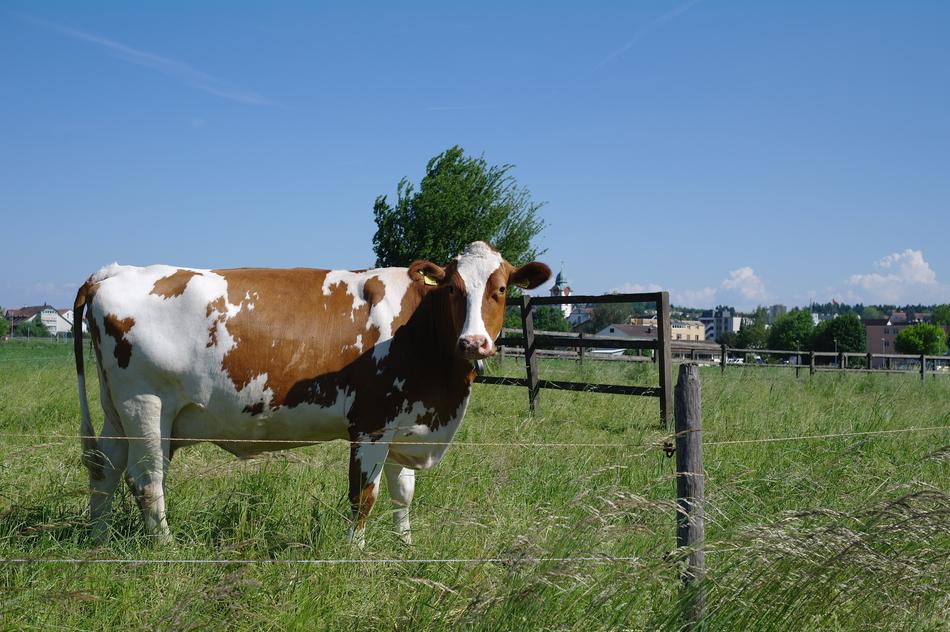 Farm Hayfields S