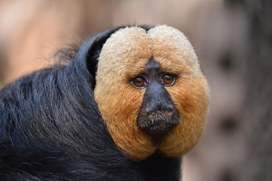 Animal World Portrait
