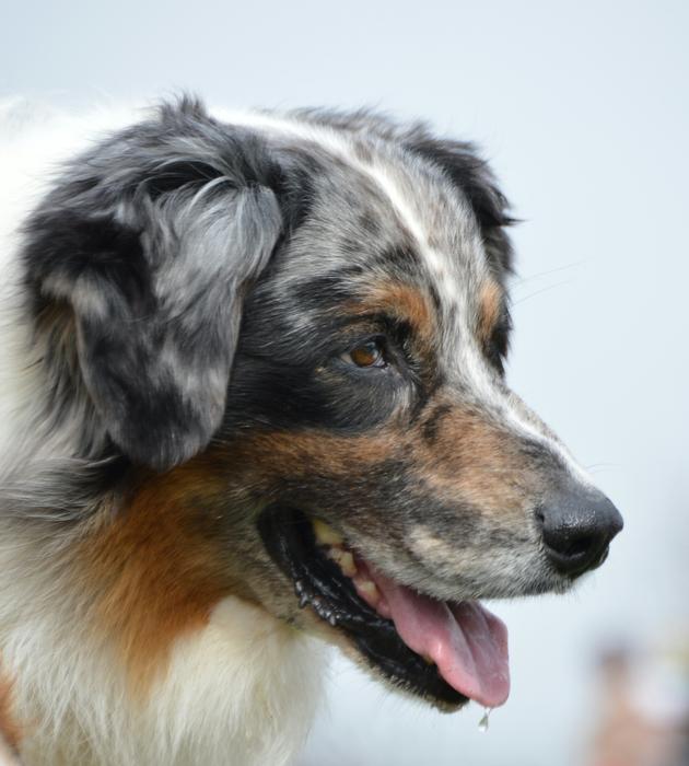 Dog Pet
