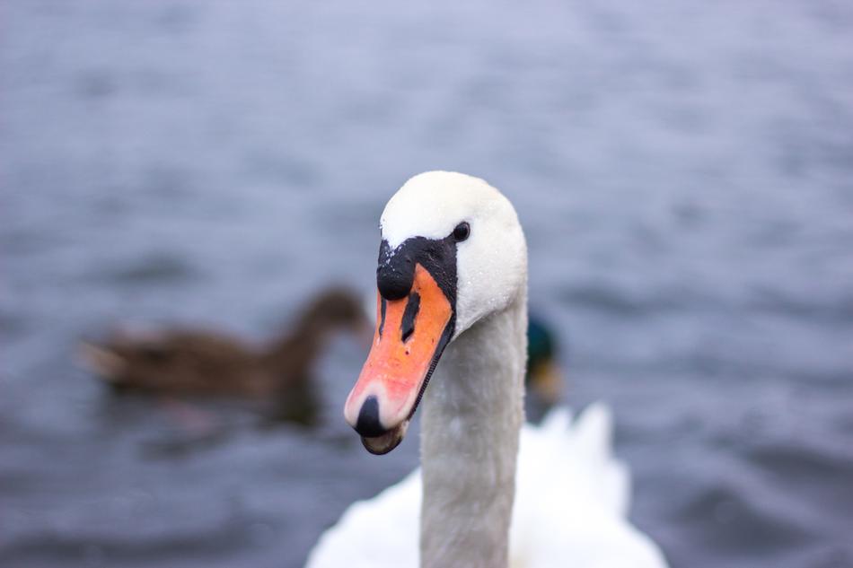 Swan Lake Water