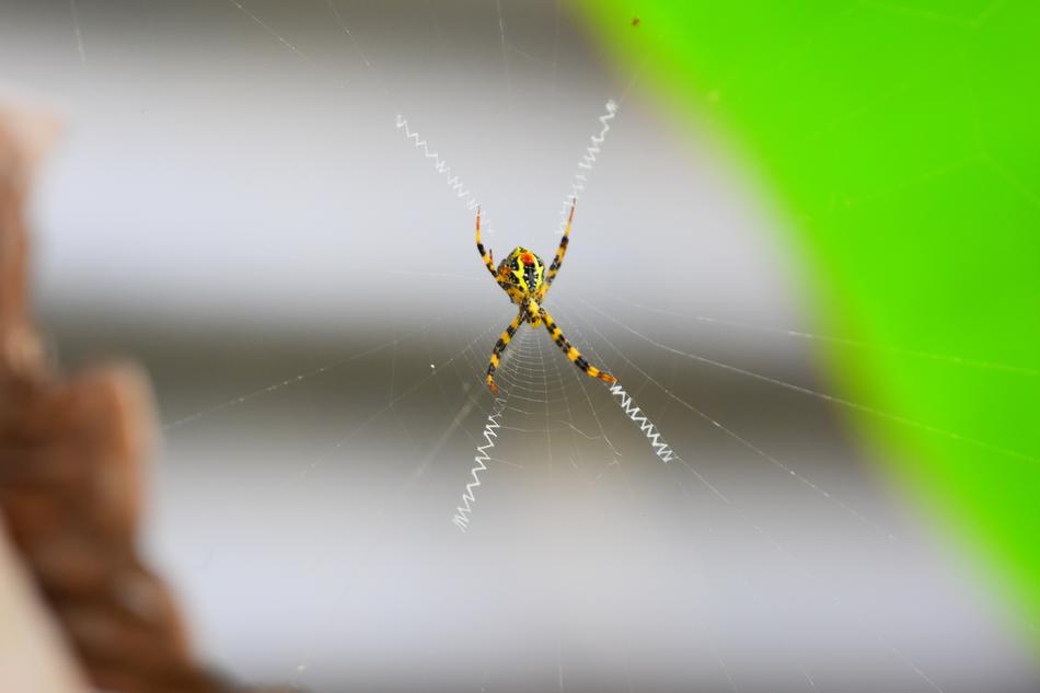 wild spider in the garden