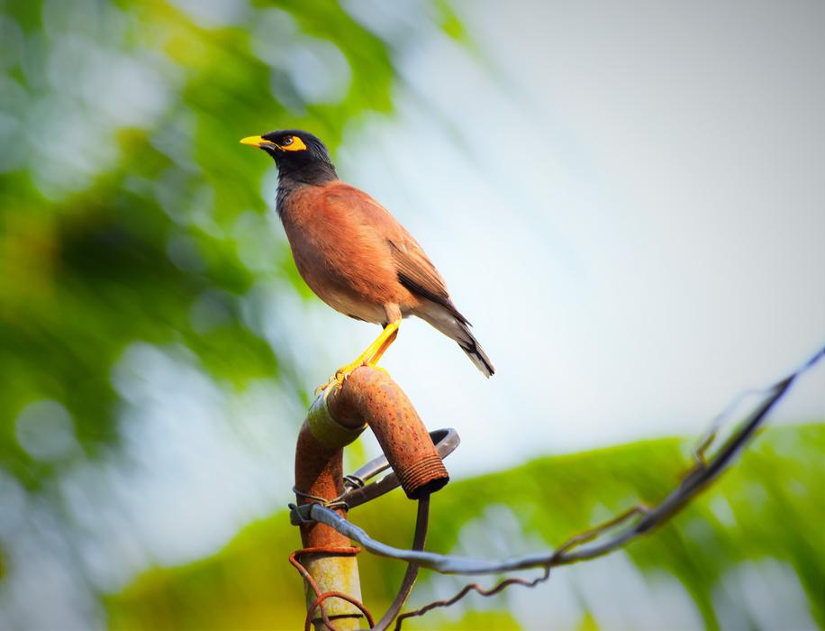 Bird Wildlife Animal