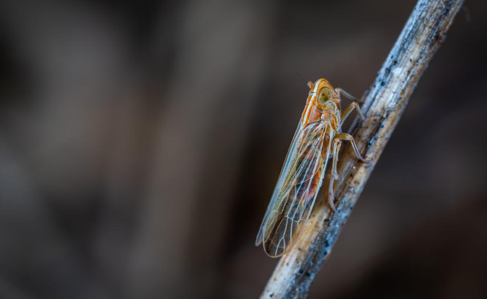 No One Insect Nature For Ordinary