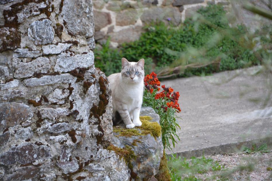 Cat Blue Eyes In The