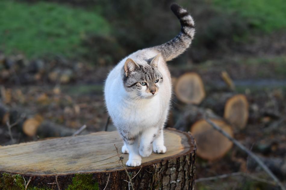 Cat Pussy Cloud