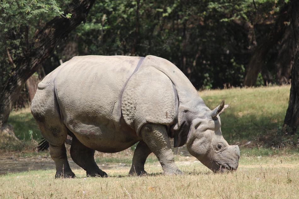 grass eating rhinoceros