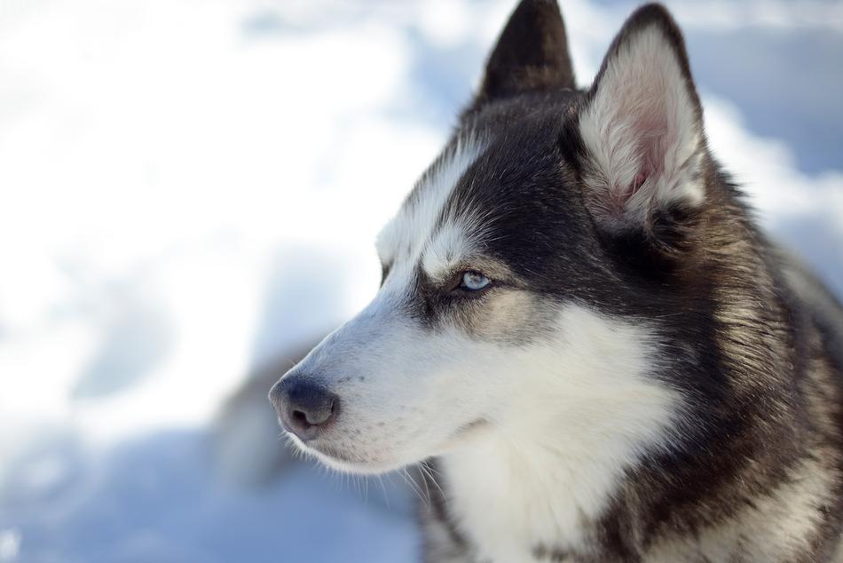 Dog Cute Animal