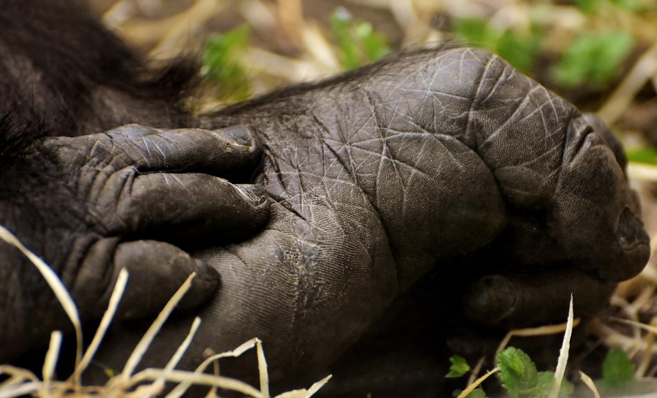 Gorilla Foot Hand