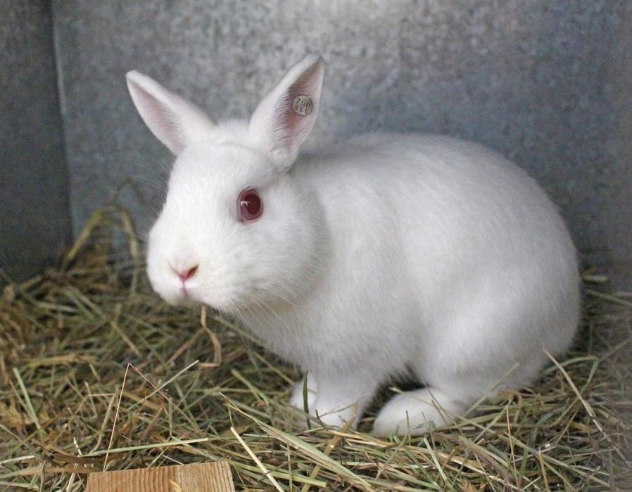 Rabbit Hare Cute